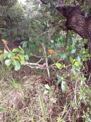 Palicourea rigida