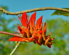 Erythrina variegata