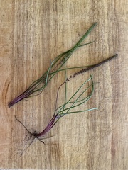 Triglochin calcitrapa