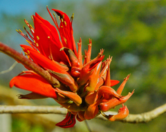 Erythrina variegata