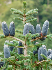 Abies spectabilis