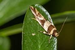 Macrobathra desmotoma