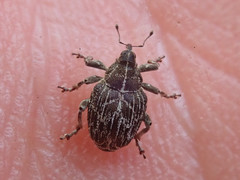 Mogulones geographicus