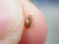 Coccidula scutellata