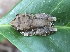 Hyperolius platyceps