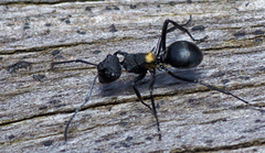 Polyrhachis machaon
