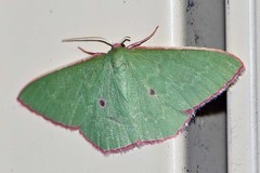 Chlorocoma rhodothrix