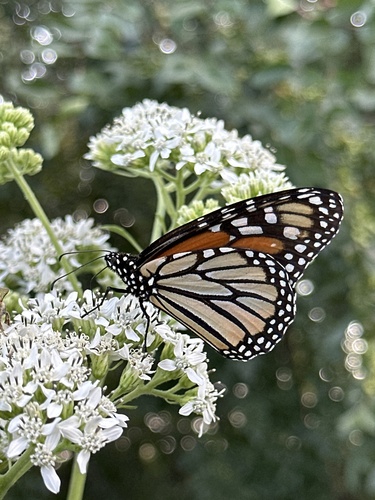 Monarch photographed in Oklahoma