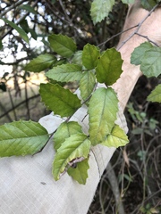 Aphananthe philippinensis