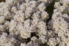 Ptilotus axillaris