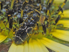 Acmaeodera longicrinis