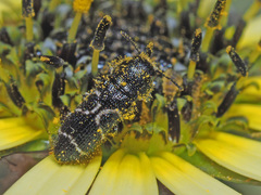 Acmaeodera longicrinis