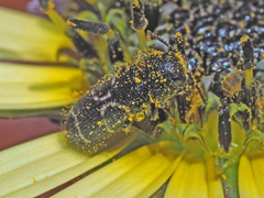 Acmaeodera longicrinis