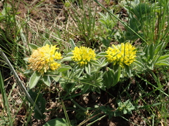 Leobordea corymbosa