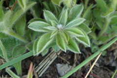 Leobordea corymbosa