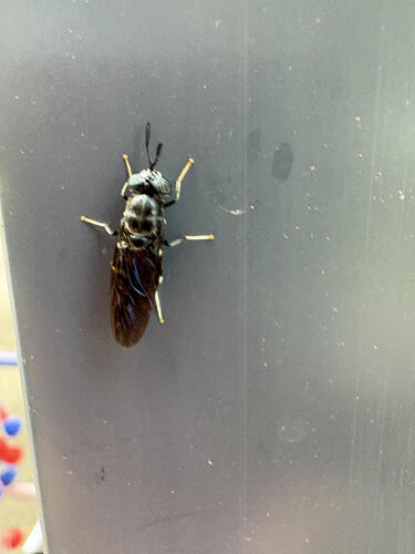 Unknown species found near Tennessee, US