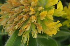 Leobordea corymbosa