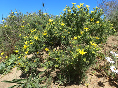 Osteospermum spinosum