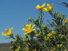 Osteospermum spinosum