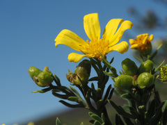 Osteospermum spinosum