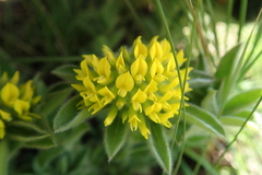 Leobordea corymbosa