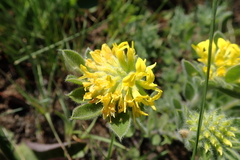 Leobordea corymbosa