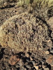 Pterocephalus lasiospermus