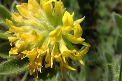 Leobordea corymbosa
