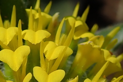 Leobordea corymbosa