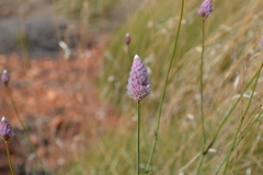 Ptilotus calostachyus
