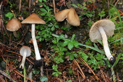 Inocybe kauffmanii