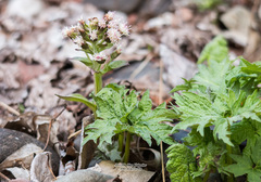 Petasites tatewakianus