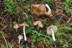 Inocybe kauffmanii
