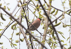 Pyrrhula pyrrhula griseiventris