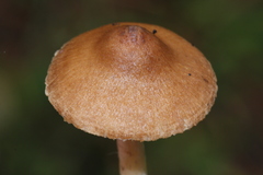 Inocybe kauffmanii