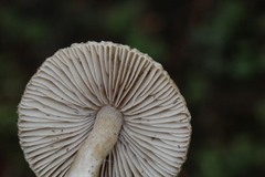 Inocybe kauffmanii