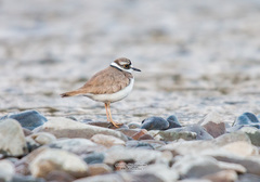 Charadrius placidus