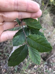 Aphananthe philippinensis