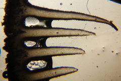 Inocybe kauffmanii