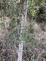 Aphananthe philippinensis