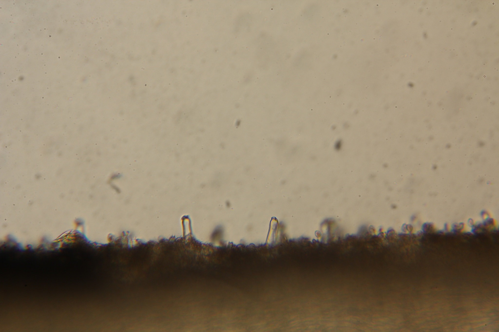 Inocybe kauffmanii image