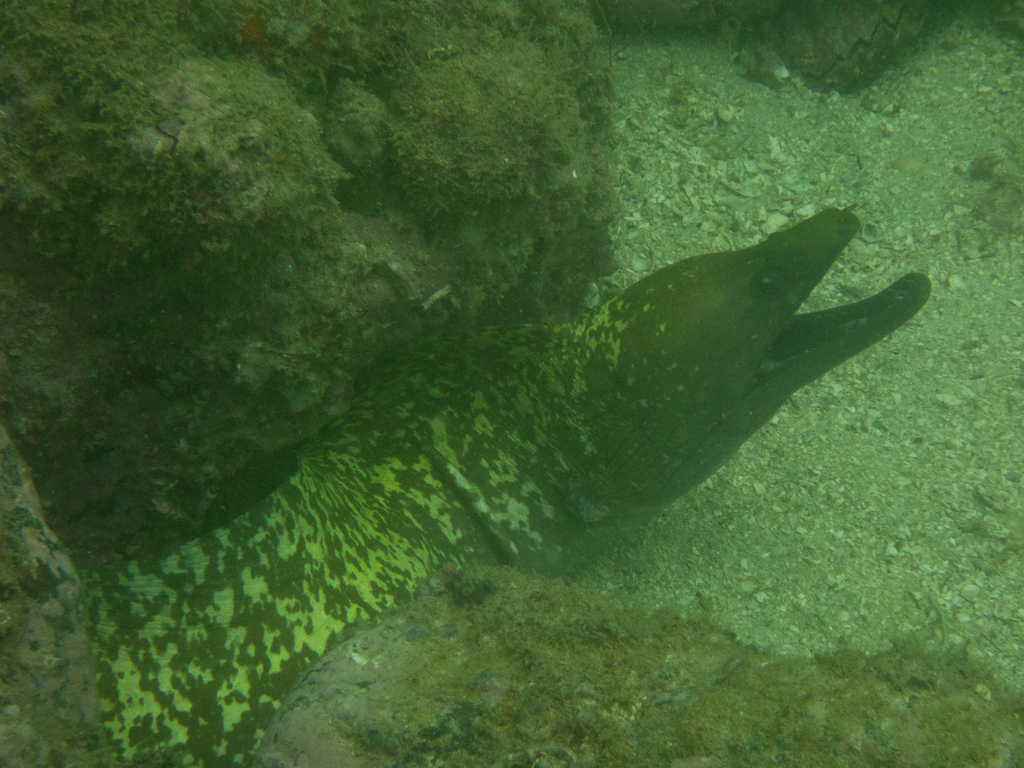 Dark moray (Gymnothorax afer) — Muraenidae