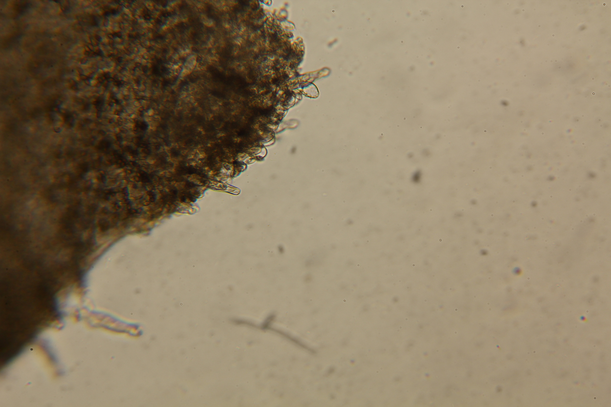 Inocybe kauffmanii image