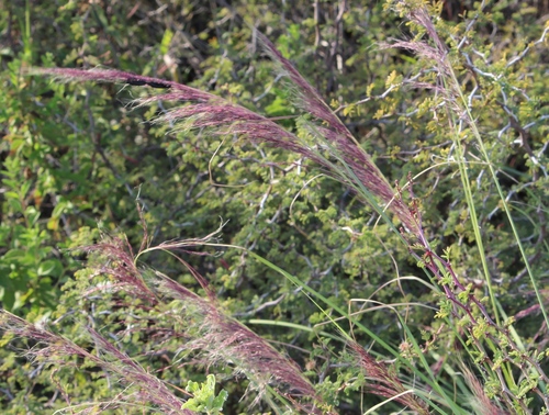 Muhlenbergia mutica
