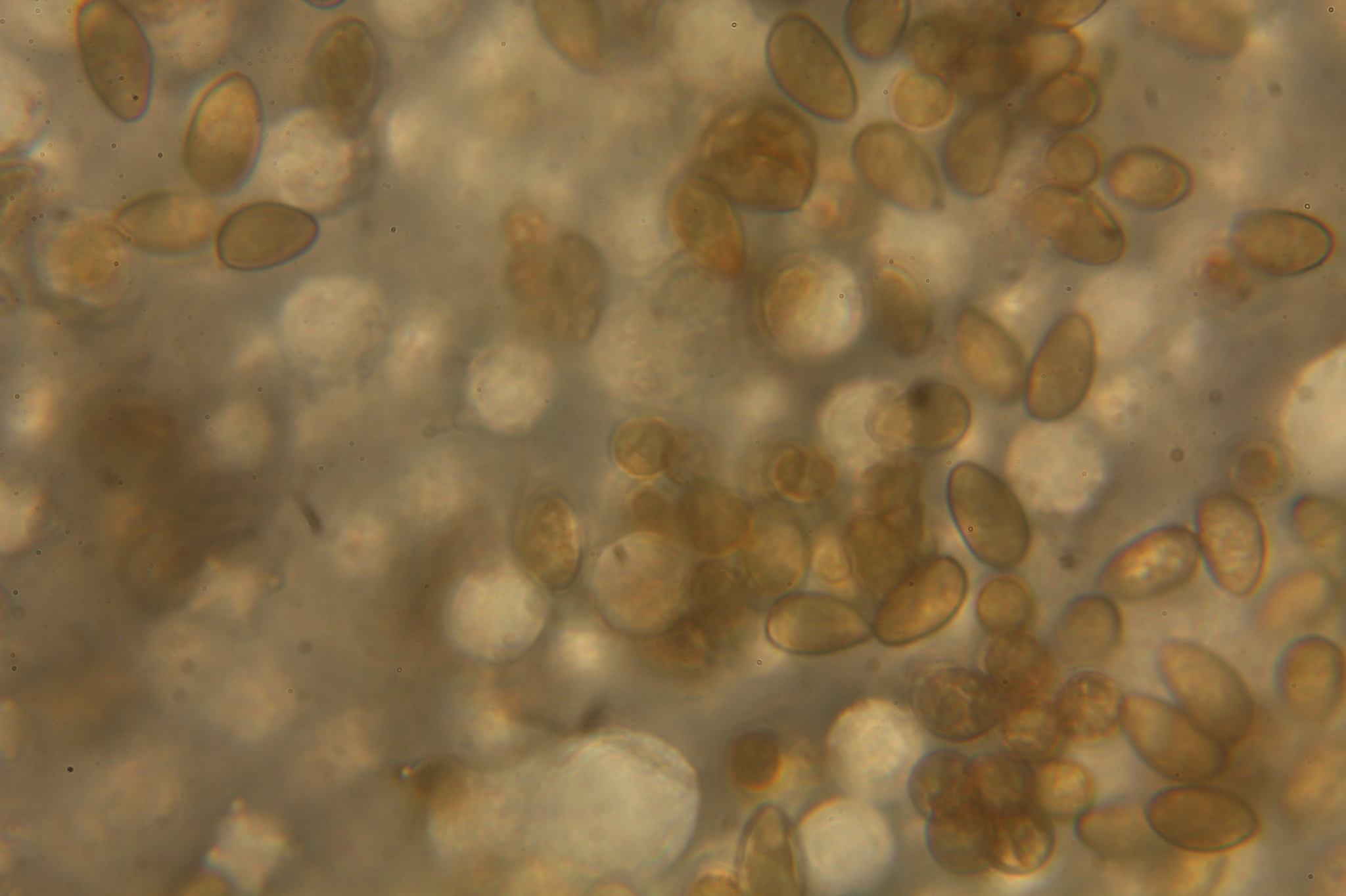 Inocybe kauffmanii image
