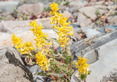 Corydalis speciosa