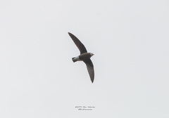 Hirundapus caudacutus