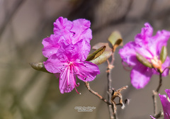 Rhododendron sichotense