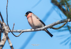Pyrrhula pyrrhula griseiventris