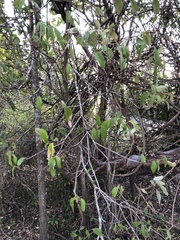 Mallotus philippensis